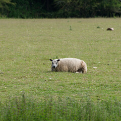 Lone Sheep laying down in a field
