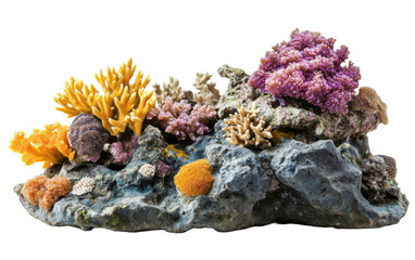 Colorful coral reef with a variety of sea creatures