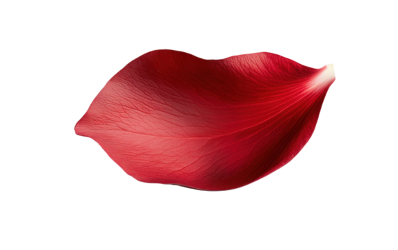 Red leaf with a white background