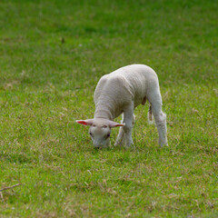 Lone lamb grazing in a field