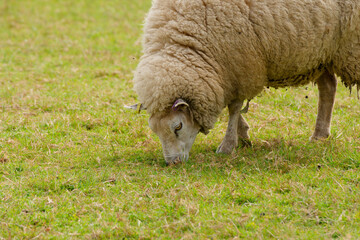 Lone male sheep grazing in a field