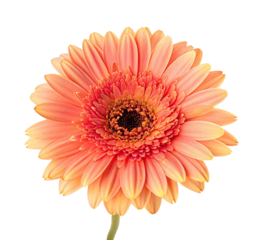 Gerbera daisy peach color flower close up macro photography floral bloom blossom petal isolated background