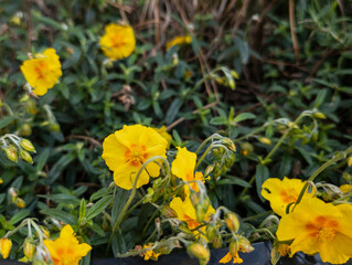 Rock Rose (Helianthemum nummularium) - Edinburgh, Scotland, United Kingdom