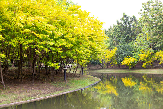 Tranquil view of lake surrounded by trees with yellow leaves reflecting in water. - Powered by Adobe