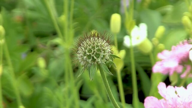 Close-up of a scabious seed head, showcasing its unique texture after flowering. The soft-focus green garden background makes it ideal for themes of autumn, life cycles, and nature's beauty