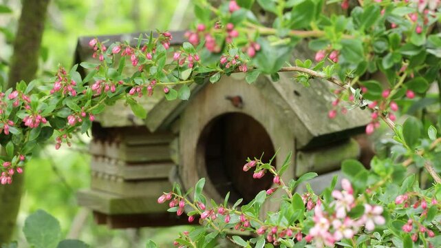 Hardy evergreen Escallonia plant branch with pink buds and flower blossoms with a wooden butterfly house in background. Perfect for spring, garden, and nature projects