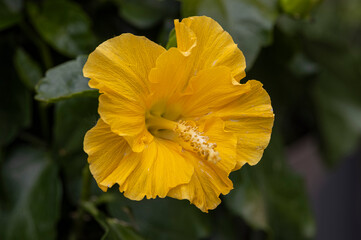 Yellow Hibiscus
