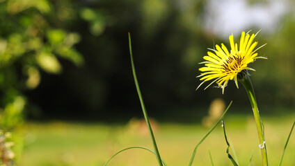 Common goat's-foot trefoil - a type of plant from the aster family, (Tragopogon dubius) small...