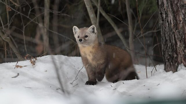 American marten in the Canadian boreal forest