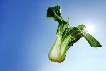 Bok choy floating mid-air with morning sunlight against clear blue sky. Conceptual freshness and vitality in food photography
