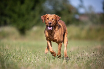 Labrador Dog Enjoying a Nature Walk