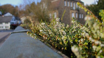 Winterheide in Töpfen auf einer Brücke