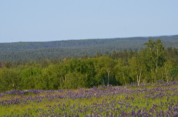 Field with lupines. A wide field overgrown with tall green grass, wild flowers. There are many...