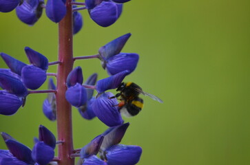 Purple lupine flower and bumblebee. Wolf flower - Lupinus with many medium purple-blue inflorescences on a long green stem. On one of the flowers sits a brown-black bumblebee and collects nectar.