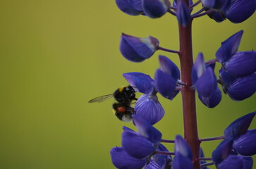 Purple lupine flower and bumblebee. Wolf flower - Lupinus with many medium purple-blue inflorescences on a long green stem. On one of the flowers sits a brown-black bumblebee and collects nectar.