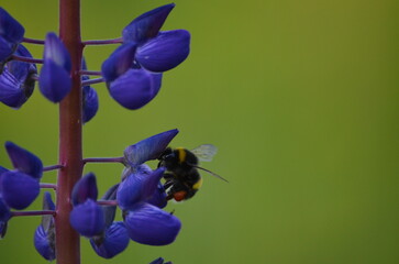Purple lupine flower and bumblebee. Wolf flower - Lupinus with many medium purple-blue inflorescences on a long green stem. On one of the flowers sits a brown-black bumblebee and collects nectar.