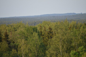 View of the forest from above. A dense, vast forest grows in the lowland. Tops of tall trees are...