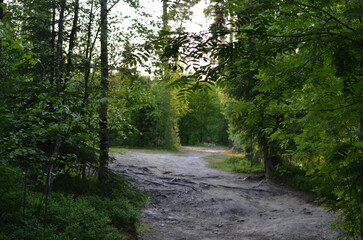 Forest path. Nearby grow coniferous and deciduous trees - pine, spruce, rowan, birch and others. They have brown trunks and green needles and leaves on long branches. Trees of different heights.