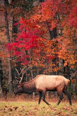 The Smoky Mountains Through the Seasons