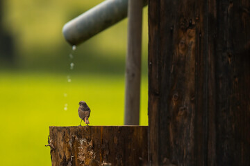 Aufnahme eines Gartenrotschwanzes unter einem Regenrohr, mit Wassertropfen.