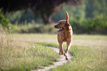 Playful Labrador Dog in Nature