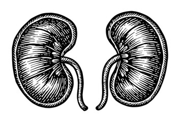 Pair of kidneys in vintage woodblock print style in black and white illustrating human anatomy