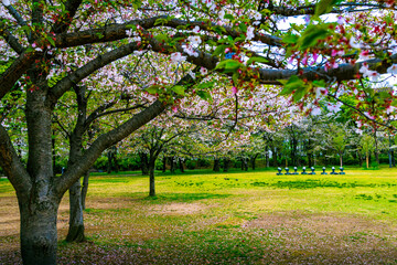 Naklejka premium Beautiful cherry blossoms , spring, Japan, Southeast Asia