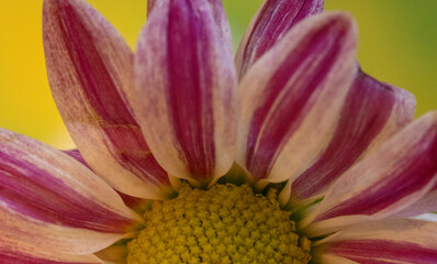 plants and flowers taken in Las Vegas