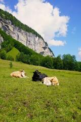 Fototapeta premium cows in the swiss alps, Lauterbrunnen