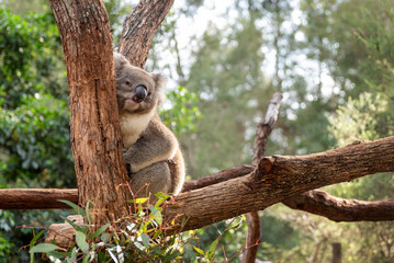 Sleepy koala resting on a eucalytus tree