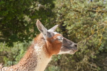 portrait of a llama