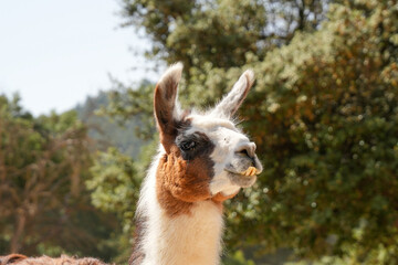 llama in the zoo © Edesi