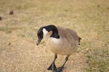 duck coming up to me at pond