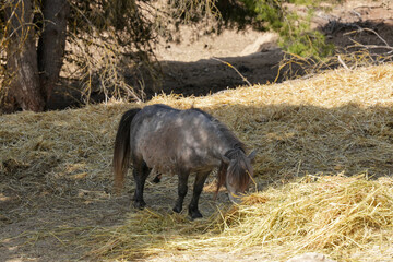 warthog in the wild