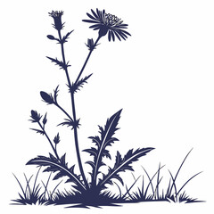 black and white chicory