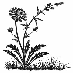 black and white chicory