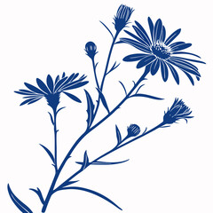 black and white azure aster
