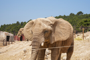 Fototapeta premium elephant in the zoo