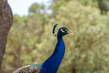 Fototapeta premium portrait of a peacock