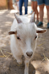 Obraz premium goat on the farm