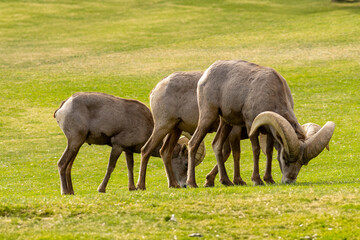 Obraz premium Big Horn Sheep in Henderson