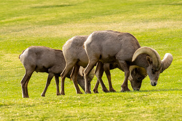 Big Horn Sheep in Henderson