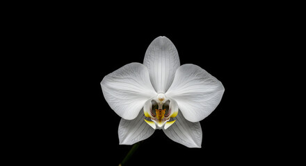 Fototapeta premium white iris flower