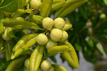 Pittosporum tobira with fruits and green leaves
