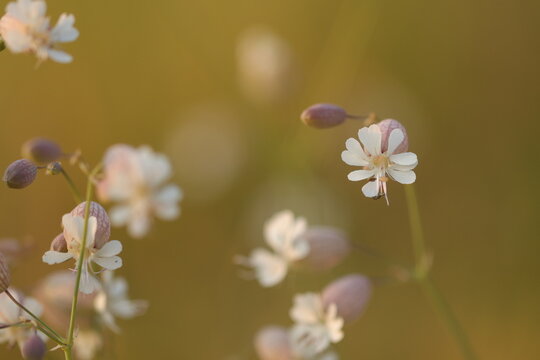fiore di silene in primavera