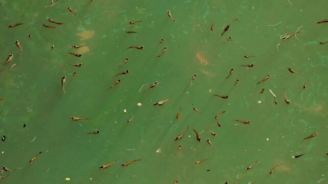 Frog tadpoles swimming in murky gutter water, showing early amphibian life stages in polluted, urban aquatic habitat.