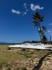 A collection of long canoes and tall palm trees on a beautiful beach on North Shore on the island of O'ahu, Hawai'i on a sun soaked day in summer.