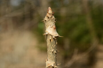 Closeup images of Aralia elata, a Korean medicinal tree, showing young shoots, flowers, black fruits, and leafless winter branches.

