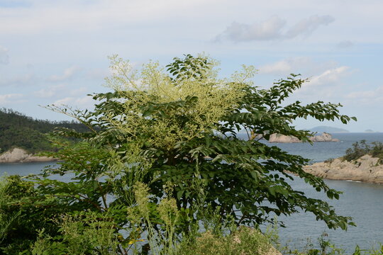 Closeup images of Aralia elata, a Korean medicinal tree, showing young shoots, flowers, black fruits, and leafless winter branches.

