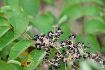 Closeup images of Aralia elata, a Korean medicinal tree, showing young shoots, flowers, black fruits, and leafless winter branches.

